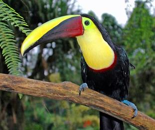 ARENAL VOLCANO TOUR