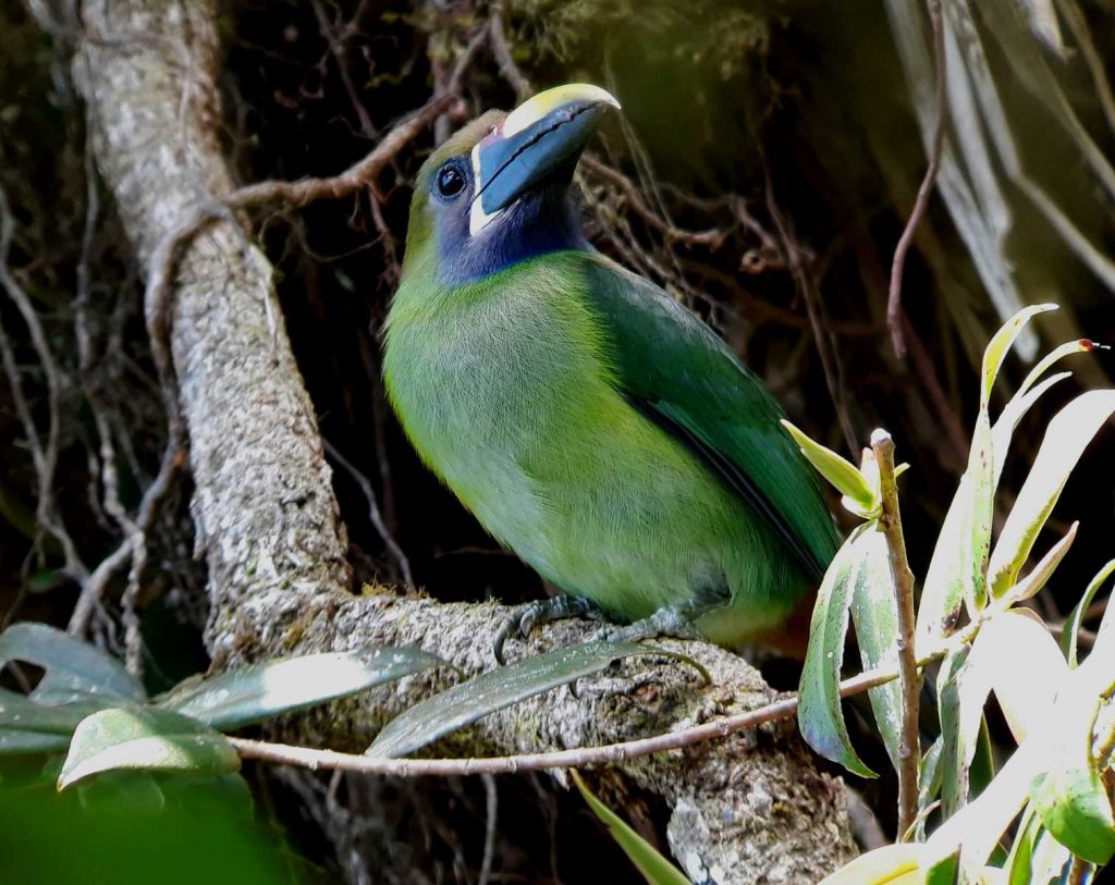 MONTEVERDE RAINFOREST TOUR