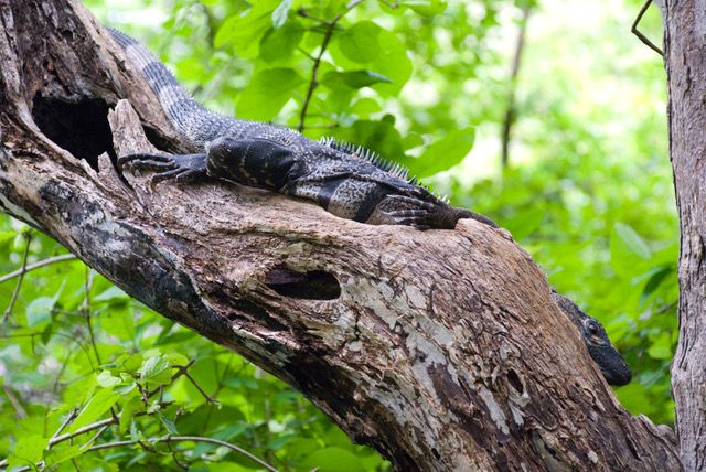 RINCON DE LA VIEJA NATIONAL PARK TOUR