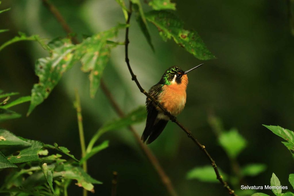 MONTEVERDE RAINFOREST TOUR