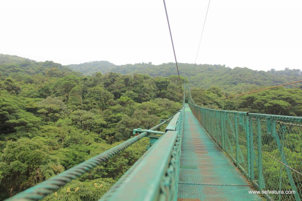 MONTEVERDE RAINFOREST TOUR