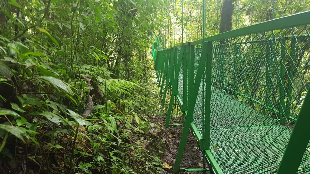 MONTEVERDE RAINFOREST TOUR