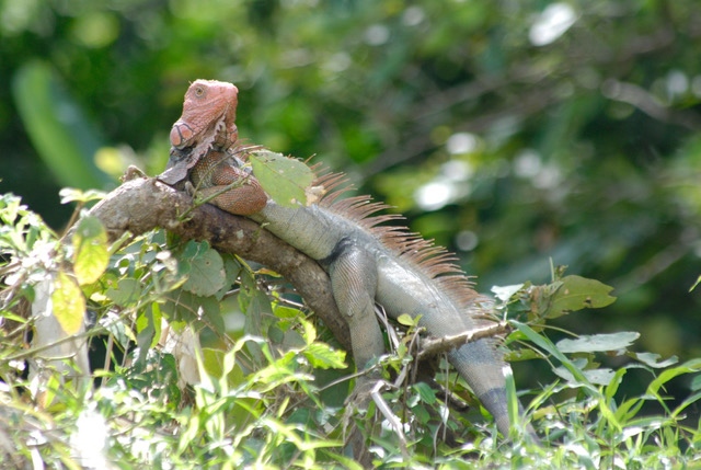 PALO VERDE NATIONAL PARK TOUR