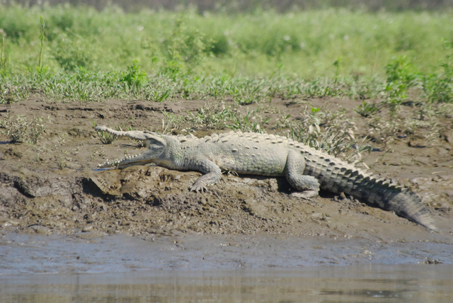 PALO VERDE NATIONAL PARK TOUR